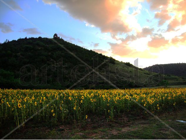 Atardecer en campo de girasoles Naturaleza Color (Digital)