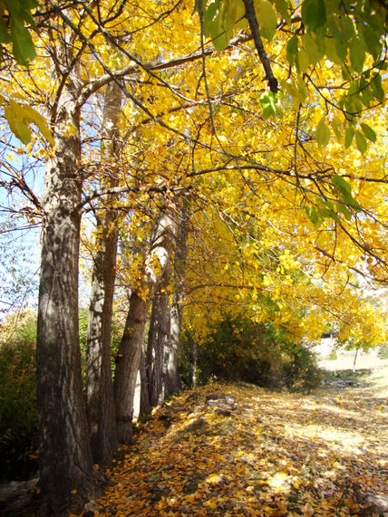 Colores de otoño