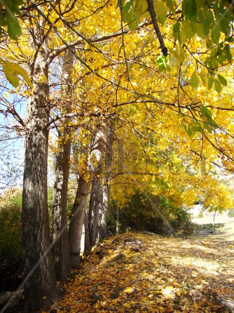 Colores de otoño