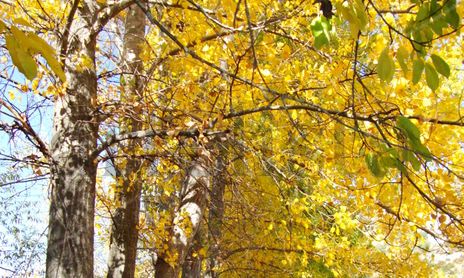Mi colorido otoño