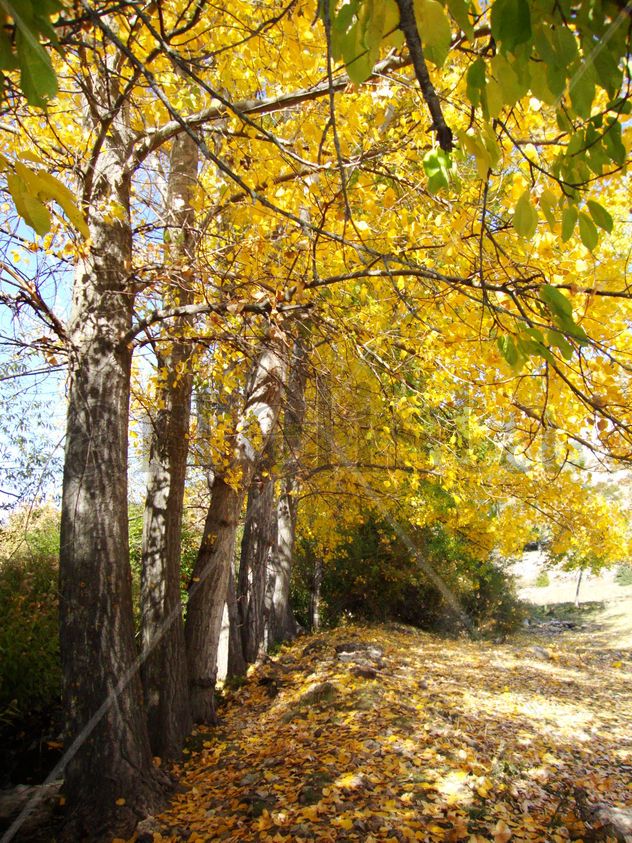 Colores de otoño