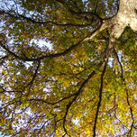 Mi colorido otoño thumbnail 1
