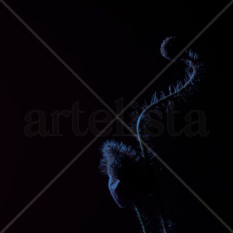 Nocturna#2