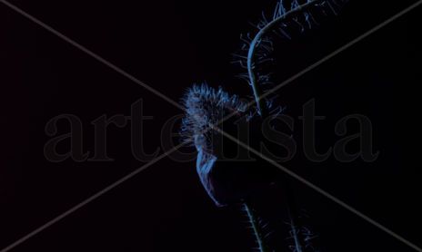 Nocturna