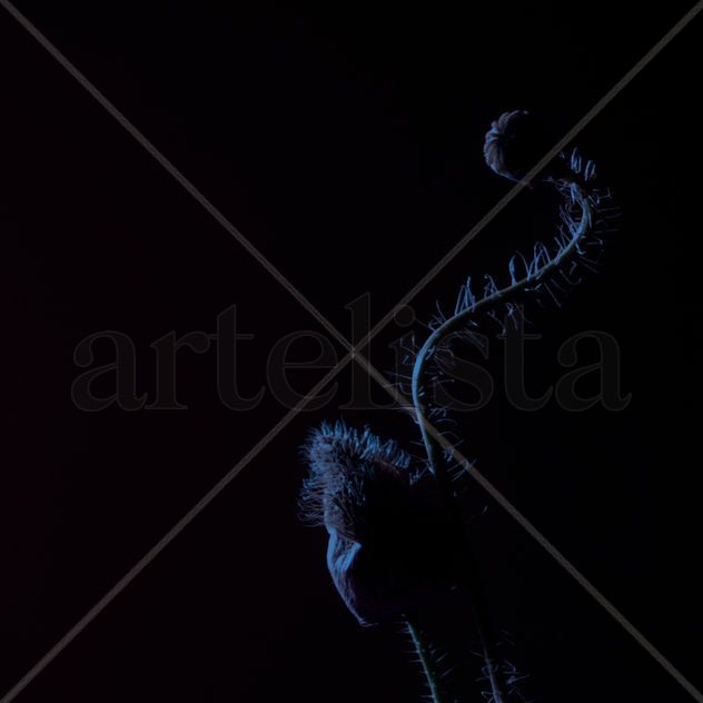 nocturna#2